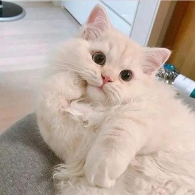 Agus Setiawan avatar